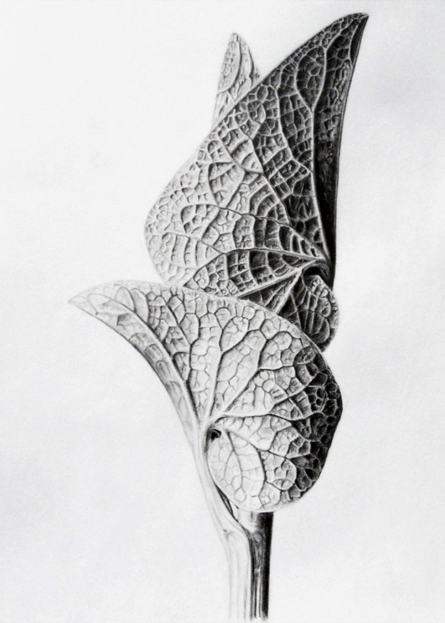 Dibujo a lápiz de una planta